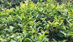 生態(tài)茶園發(fā)展離不開農(nóng)殘檢測儀